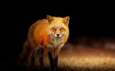 Red fox, predator, portrait