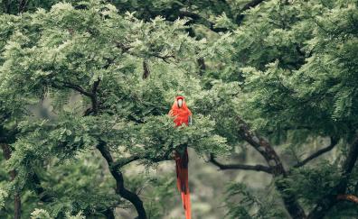 Parrot, bird, tree