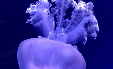 Jellyfish, aquatic animal, underwater