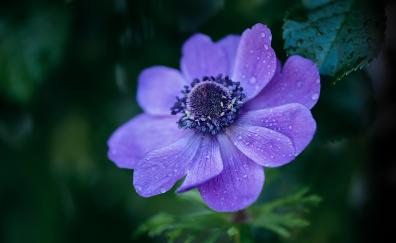 Bright violet flower, drops