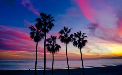 Palm trees, sunset, silhouette