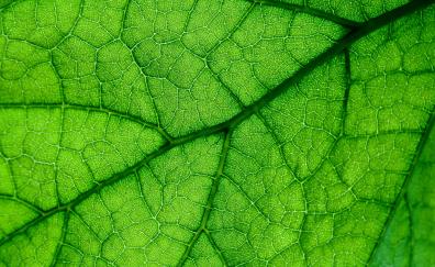 Veins, close up, green leaf