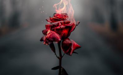 Burning Rose, red