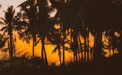 Silhouettes, palm trees