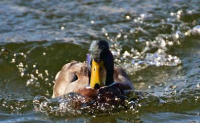 Swim, mallard, duck bird