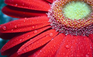 Red flower, gerbera, close up