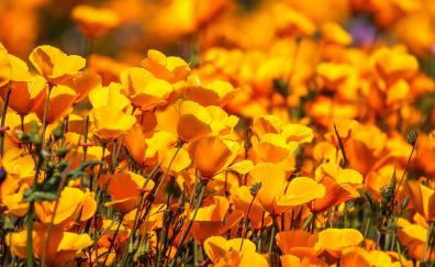 Yellow poppy farm, blossom, nature