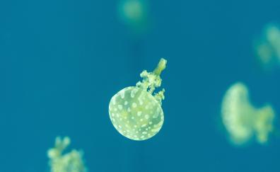 Minimal, yellow, jellyfish