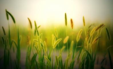 Blur, field, plants, meadow, nature