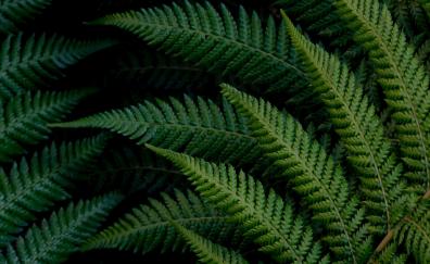 Fern branches, bright and vivid green, leaves