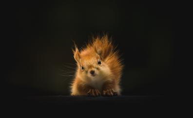 Cute, red squirrel, Chipmunk, animal