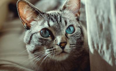 Blue eyes, cat, curious