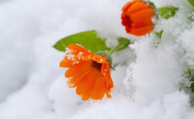Orange daisy, flowers, snow