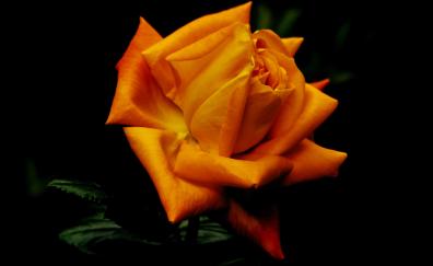 Flowers, orange rose, close up, bloom
