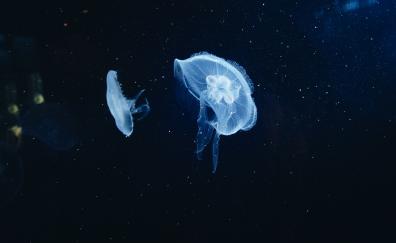 Jellyfish, underwater, animals