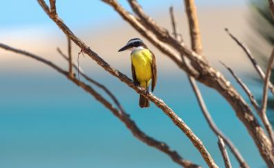 Small, yellow bird, wild