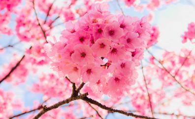 Pink, tree branches, cherry flowers, close up