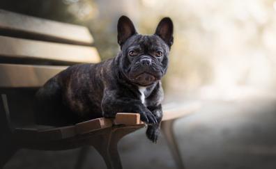 French bulldog, dog, blur, sit, bench