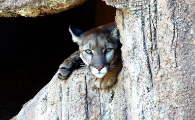 Puma, Cougar, wild cat, predator, stare