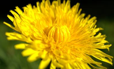 Flora, yellow flower, close up