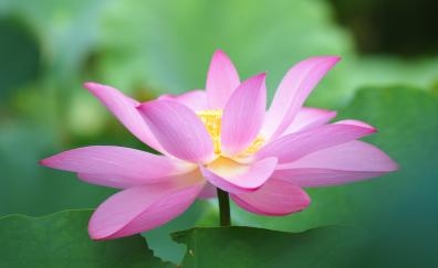 Botanic, flora, close up, Lotus, bloom