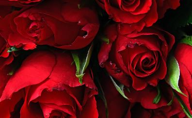 Rose, fresh, red flowers