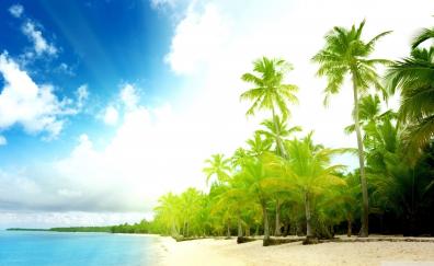 Beach, summer, tropical sea, palm trees
