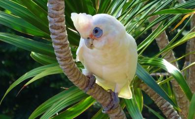 White parrot, Cockatoo, bird