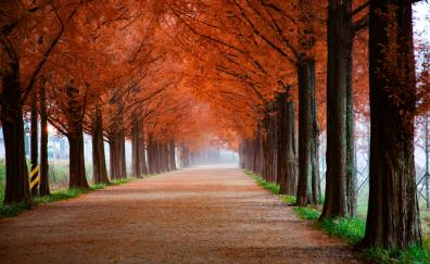 Autumn, trees, beautiful pathway, misty morning, nature