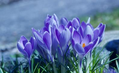 Spring, blossom, crocus, purple flowers