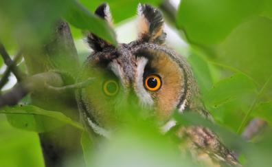 Owl and leaves, predator, muzzle