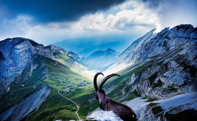 Mount pilatus, goat, valley, landscape, nature, sunlight