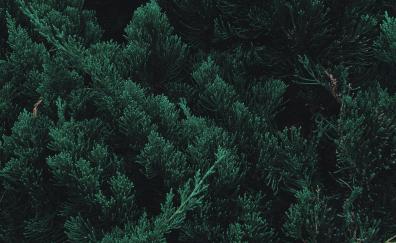 Pine, tree, leaf, branches, green
