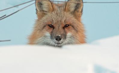 Red fox, predator, muzzle