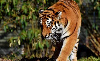Tiger, wild cat, predator, walk