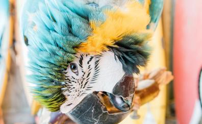 Macaw, parrot, close up
