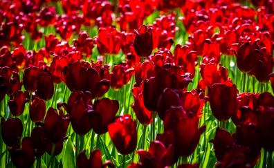 Red, tulip farm, bloom, exotic