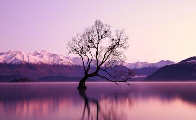 Tree, lake, reflections, violet sunset, nature