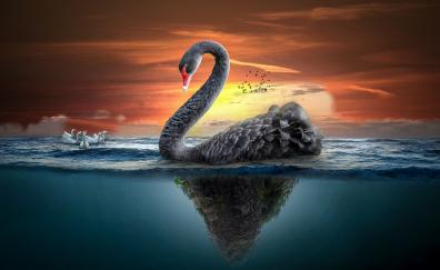 Swan hd wallpapers, hd images, backgrounds