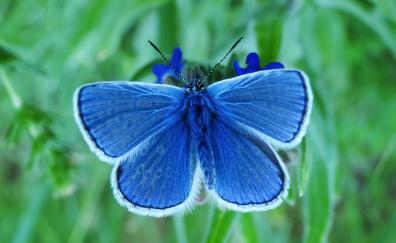 Close up, insect, blue butterfly