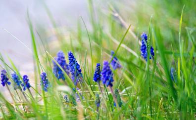 Grass, flowers, meadow, outdoor, hyacinth
