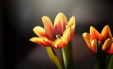Portrait, yellow tulip, bloom
