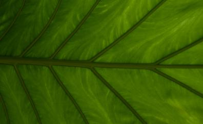 Green Leaf, veins, close up
