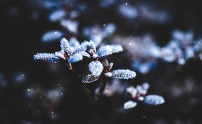 Winter, snowfrost, leaves, blur