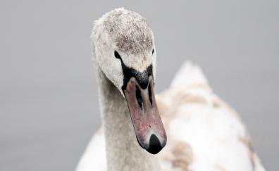 Swan, bird, muzzle, beak