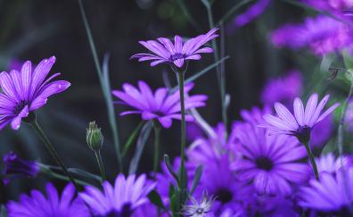 Garden, flowers, purple daisy, bloom