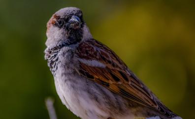 Portrait, sparrow, bird