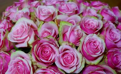 Bouquet, pink roses, flowers