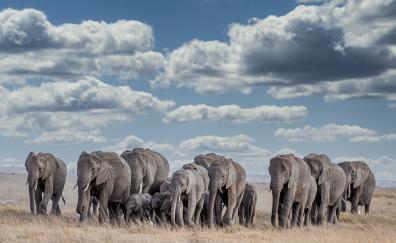 Wildlife, herd, elephants