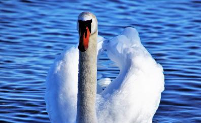 White, swan, seabird